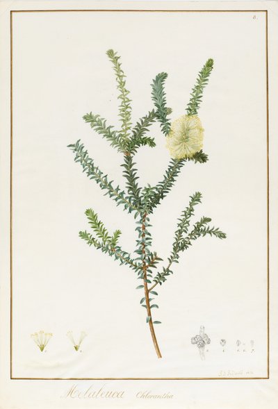 Melaleuca Chlorantha by Pierre Joseph Redouté